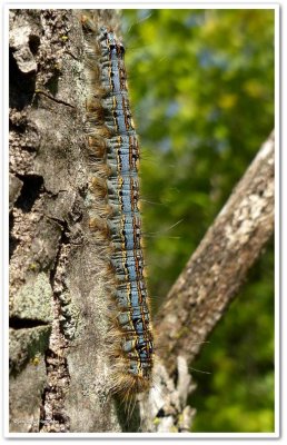 Forest tent caterpillar (Malacosoma disstria) , #7698
