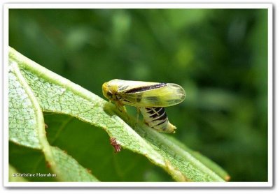 Leafhopper  (Oncopsis variabilis), female