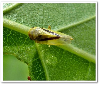 Leafhopper  (Oncopsis variabilis), female