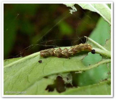 Scallop moth caterpillar (Cepphis armateria), #6835