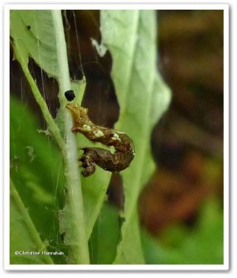 Scallop moth caterpillar (Cepphis armateria), #6835