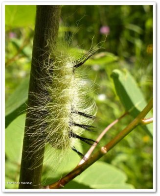 Cottonwood dagger moth caterpillar (Acronicta lepusculina), #9205