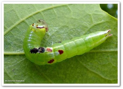 Saddled prominent moth caterpillar (Heterocampa guttivitta), #7994