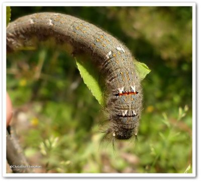 Lappet moth caterpillar  ( Phyllodesma americana), #7687