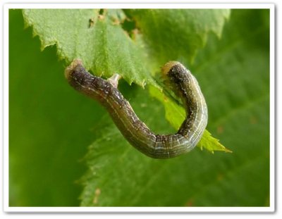 Looper moth caterpillar