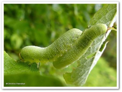 Sawfly larvae (<em>Trichiosoma triangulum</em>)