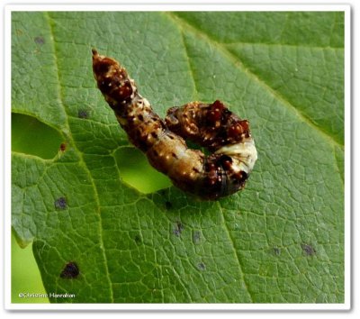 Moth caterpillar, possibly <em>Drepana bilineata</em>)
