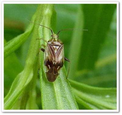 Plant bug (<em>Lygus</em> sp.) 