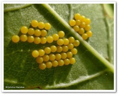 Moth eggs