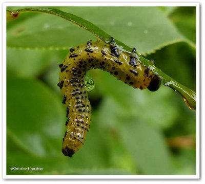 Sawfly larva  (<em>Arge</em>)