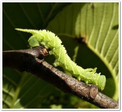 Elm sphinx caterpillar  (Ceratomia amyntor), #7786