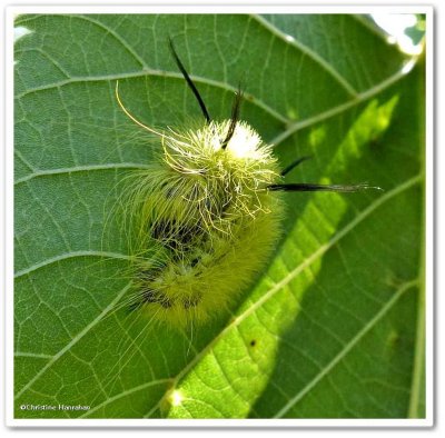 Cottonwood dagger moth caterpillar (Acronicta lepusculina), #9205