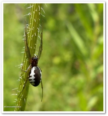 Sheetweb and Dwarf Spiders (Family: Linyphiidae)