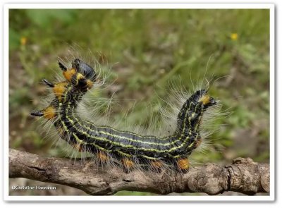 Yellow-necked caterpillar (Datana ministra), #7902 