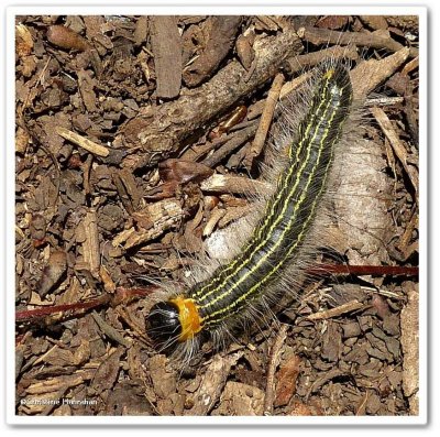 Yellow-necked caterpillar (Datana ministra), #7902