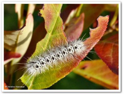 Hickory tussock caterpillars (Lophocampa caryae), #8211