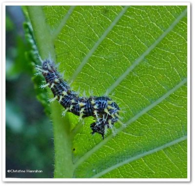 Eastern comma butterfly  larva (<em>Polygonia comma</em>)