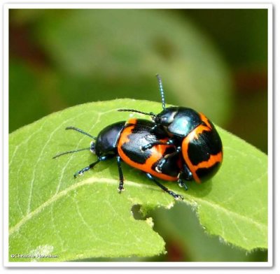 Milkweed leaf beetles (<em>Labidomera clivicollis</em>)