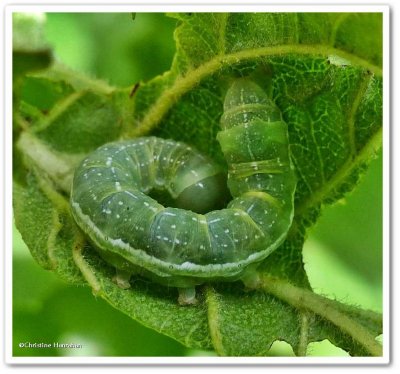 Ashen pinion moth caterpillar (Lithophane antennata), #9910
