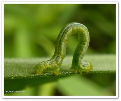 Green looper caterpillar