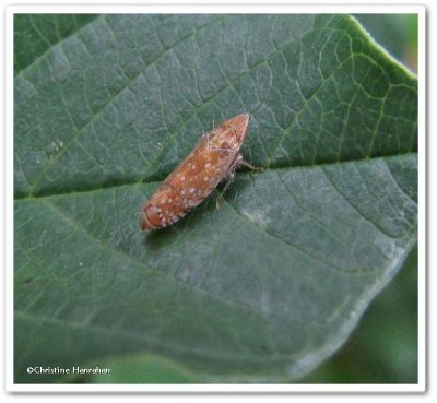 Leafhopper (Scaphytopius)