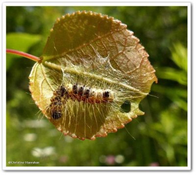 Cottonwood dagger moth caterpillar (Acronicta lepusculina), #9205