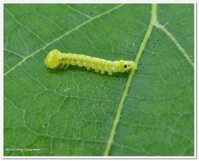 Caterpillar on red  oak, Symmerista?