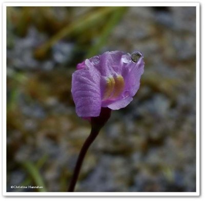 Bladderwort, Purple  (<em>Utricularia purpurea</em>)