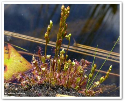 Spatulate-leaved sundew  (<em>Drosera intermedia</em>)