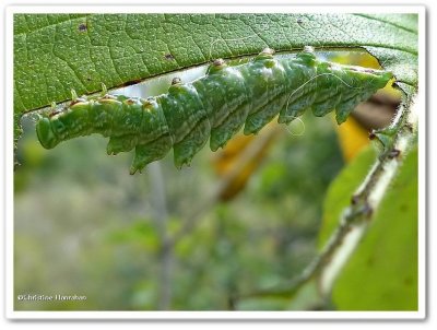 Double-toothed prominent caterpillar (Nerice bidentata), #7929