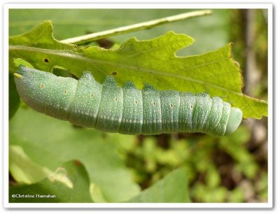 White dotted prominent caterpillar (Nadata gibbosa), #7915