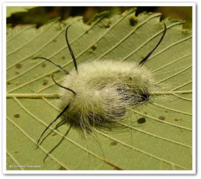 American dagger moth caterpillar (Acronicta americana), #9200