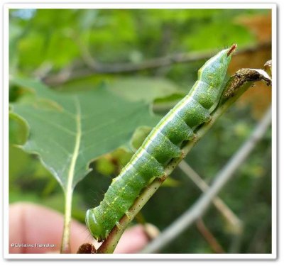 Variable oakleaf caterpillar (Lochmaeus manteo), #7998