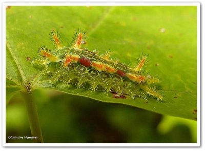 Spiny oak slug caterpillar (Euclea delphinii), #4697
