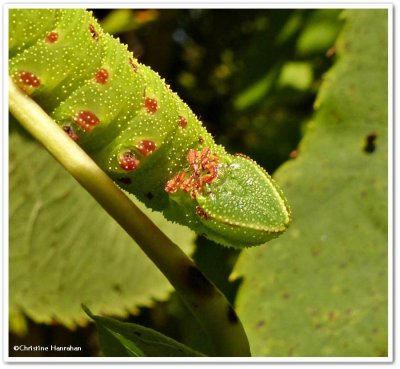 Blinded sphinx caterpillar (Paonias excaecathus), #7824