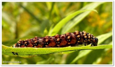 Caterpillar parasitized by a mummy wasp, possibly a Saltmarsh Caterpillar
