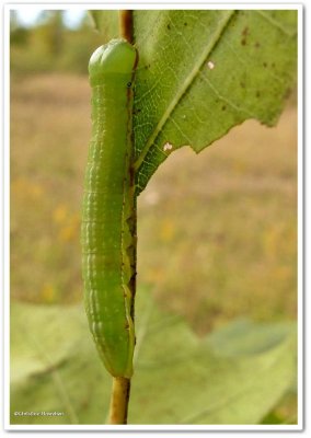 Angulose prominent caterpillar (Peridea angulosa), #7920