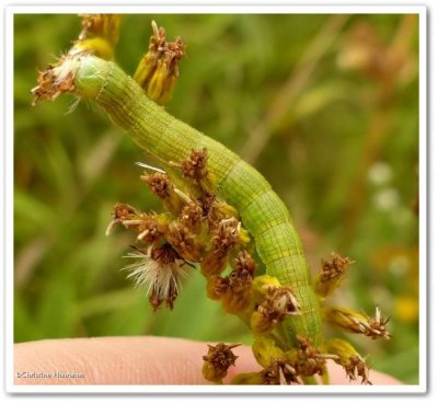 Asteroid moth caterpillar (<em>Cucullia asteroides</em>), #10200