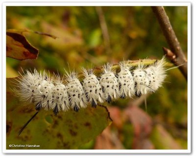 Hickory tussock caterpillar(Lophocampa caryae), #8211
