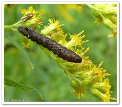 Dark-spotted palthis caterpillar (Palthis angulalis), #8397