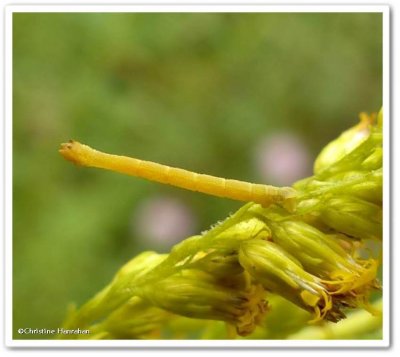 Blackberry looper caterpillar (Chlorochlamys chloroleucaria), #7071