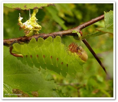 Polyphemus moth Caterpillar  (Antheraea polyphemus), #7757