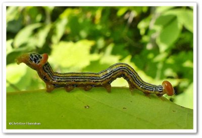 Orange-humped mapleworm caterpillar (Symmerista leucitys), #7953