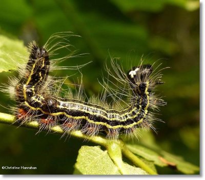 Yellow-necked caterpillar (Datana ministra), #7902, or Walnut datana?