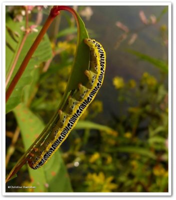 Zebra caterpillar (Melanchra picta), #10293