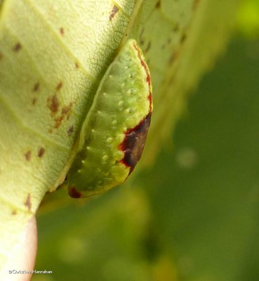 Abbreviated button slug caterpillar (Tortricidia flexuosa), #4654