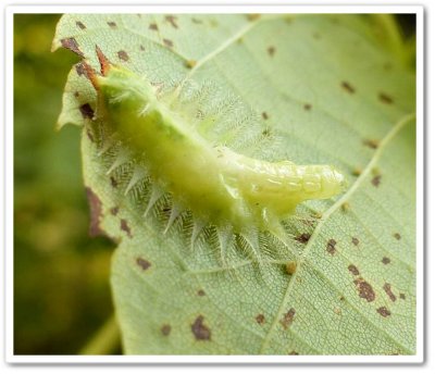 Crowned slug moth caterpillar (Isa textula), #4681