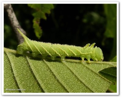 Elm sphinx caterpillar  (Ceratomia amyntor), #7786