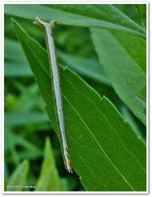 Looper moth caterpillar (Geometridae)