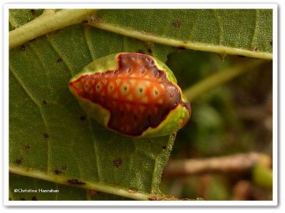 Red-crossed button slug moth caterpillar (Tortricidia pallida), #4653